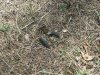 new mexico turkey hunt 2011 026.JPG