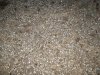 new mexico turkey hunt 2011 046.JPG