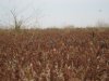 pheasant opener 2011 016.JPG