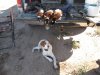 pheasant,dove,deer nov 10-14 026.JPG
