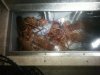 lobsters feb.2015.JPG