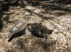 turkey opener 2009 002.jpg