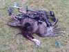 archery turkey 2013 003.jpg