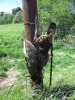turkey #3 2011 004.JPG