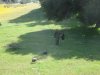 turkey opener 2012 044.JPG