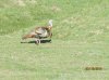 IMG_0563.JPG