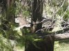turkeys 2009 189.jpg