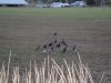 washington elk hunt 2011 029.JPG