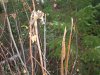 washington elk hunt 2011 023.JPG