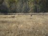washington elk hunt 2011 026.JPG