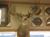 washington  elk 2011 ll 003.JPG