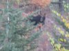 washington  elk 2011 ll 020.JPG