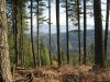 washington  elk 2011 ll 022.JPG