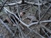 Jacob's 1st deer 009.JPG