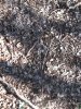 wister & turkeys 12-31-11 044.JPG