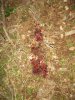wister & turkeys 12-31-11 045.JPG