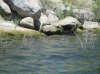 Lake Morena 6-8-12 004.JPG