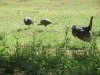 IMG_1376.JPG