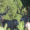 ERICLayman-Velvet-Mule-Deer-400x400.jpg