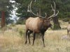 Dave Elk-1202.JPG