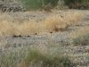 quail 2010 008.JPG
