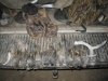 last day quail....1-29-12 014.JPG