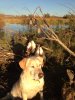 lucy in the blind.JPG
