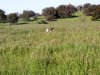 Pheasant.jpg