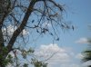 FOW Work Party 8-18-12 034.JPG