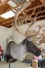 IMG_1426-1.jpg
