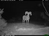 trail cam desert 882.JPG