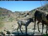 trail cam desert 3462.JPG
