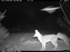 trail cam desert 3526.JPG