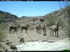 trail cam desert 3340.JPG