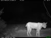 trail cam desert 2568.JPG