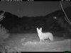 trail cam desert 2352.JPG