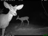trail cam desert 1474.JPG