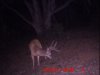 trail cam7-18-11 038.JPG