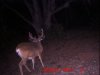 trail cam7-18-11 028.JPG