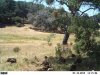 trail cam 7-17-12 046.JPG