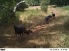 trail cam 7-20-12 023.JPG