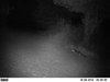 trail cam 10-11-12 366.JPG