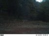 trail cam 10-21-12 250.JPG