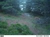 trail cam...5-31-13 194.JPG