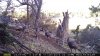turkeys.jpg
