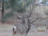 Bucks & Wister 10-31-12 028.JPG