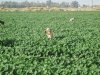 pheasant opener 2011 022.JPG