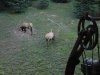 Bull from the tree.JPG