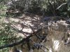 deer 2010 028.jpg