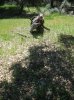 turkey hunt 4-19-12 003.JPG
